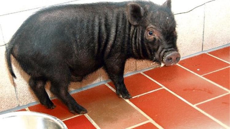Findelkind mit Appetit: Hängebauchschwein "Specki" legt in seinem neuen Zuhause ordentlich an Gewicht zu. Foto: Dommasch