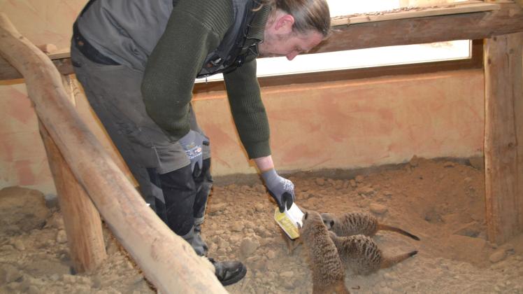 Tierpfleger Carsten Gliesche füttert die Erdmännchen. 