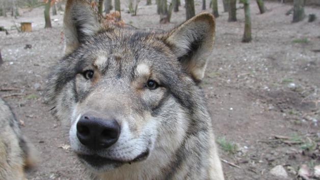 barrierefreie-wolfswanderung-in-der-daemmerung-wildpark-mv-guestrow_18720735.jpg barrierefreie-wolfswanderung-in-der-daemmerung-wildpark-mv-guestrow_18720735.jpg