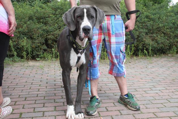 Doggenattacke auf Grundstück bei Bützow: 7-jähriger Junge beim Spielen von Hund gebissen und schwer verletzt Doggenattacke auf Grundstück bei Bützow: 7-jähriger Junge beim Spielen von Hund gebissen und schwer verletzt