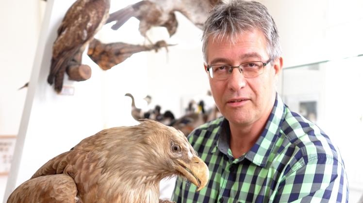 Uwe Jueg präsentiert im Zoologie-Raum des Natureums einen präparierten Seeadler, der einmal in einer Naturschutzstation in der Lewitz ausgestellt war.  
