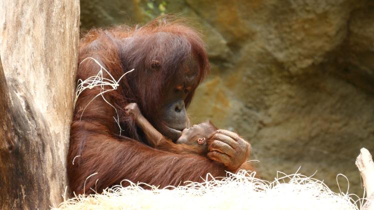 Mit großer Hingabe kümmert sich Neu-Mama Hsiao-Ning um ihr erstes Baby und macht damit auch ihre Tierpfleger glücklich. Am Donnerstag konnten auch die Besucher erstmals Hsiao-Ning und ihren Nachwuchs im Darwineum bewundern. Mit großer Hingabe kümmert sich Neu-Mama Hsiao-Ning um ihr erstes Baby und macht damit auch ihre Tierpfleger glücklich. Am Donnerstag konnten auch die Besucher erstmals Hsiao-Ning und ihren Nachwuchs im Darwineum bewundern.