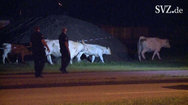 Ausgerissene Kühe auf Futtersuche in der Stadt