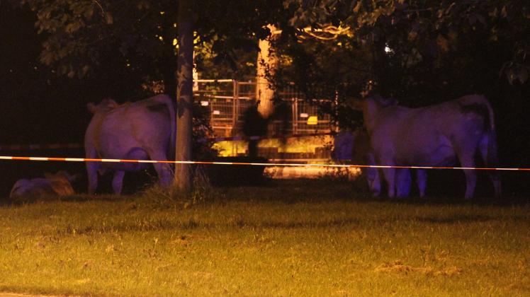 Polizei und Feuerwehr meistern "kuhlen" Einsatz in Rostock: Vier Kühe irren durch Lichtenhagen
