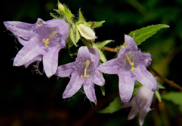 Die Nesselblättrige Glockenblume wächst am Kreidefelsen „Königsstuhl“. Die Nesselblättrige Glockenblume wächst am Kreidefelsen „Königsstuhl“.
