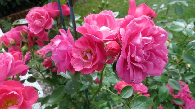 Renate Krumpolt gewinnt mit ihrem Foto, das die Rosen im Hausgarten in Klueß zeigt, unter 0137 100808-2*.
