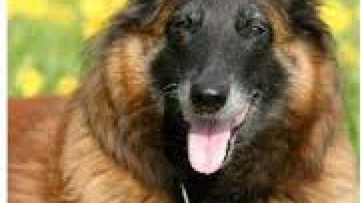 Ein Belgischer Schäferhund. Ein Hund dieser Rasse hat am Sonntag in Grabow einen siebenjährigen Jungen gebissen.  