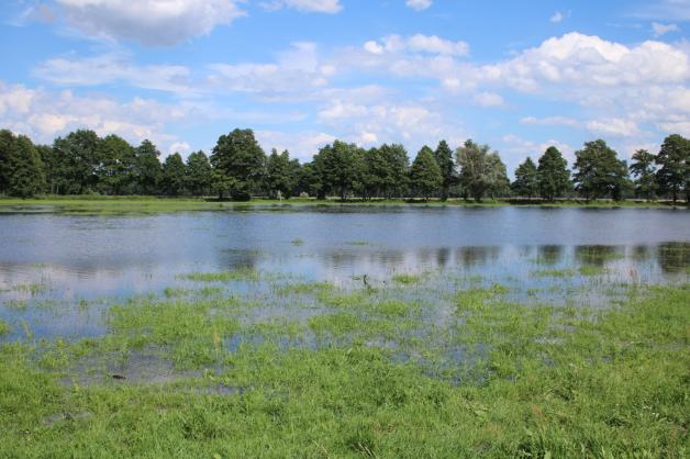 Das Grünland der Agrargenossenschaft Groß Lüben bei Bad Wilsnack steht großflächig unter Wasser. 