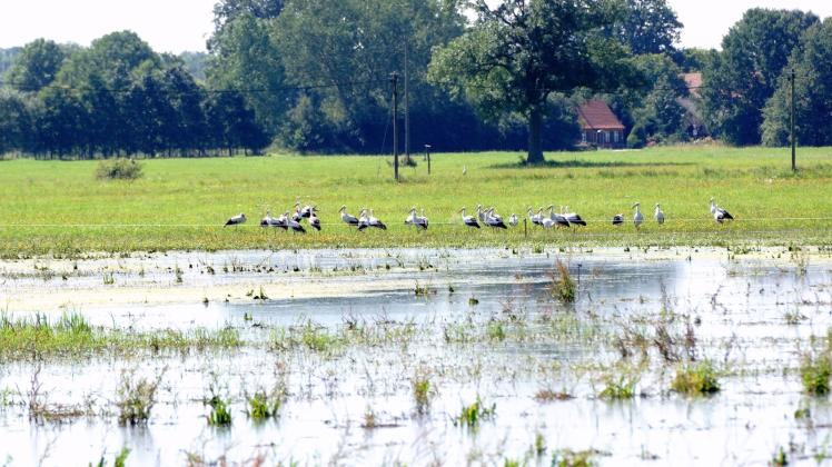 In Bernheide haben die überschwemmten Wiesen neue Nutzer gefunden – die Landwirte hoffen auf Schadenersatz.  