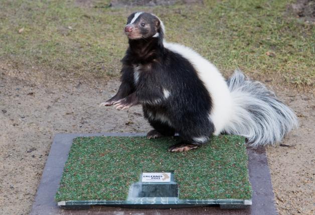 Stinktier Stinktier
