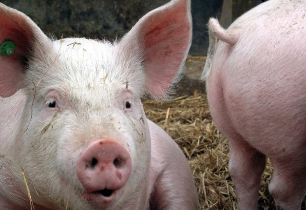 Schwein. Schwein.