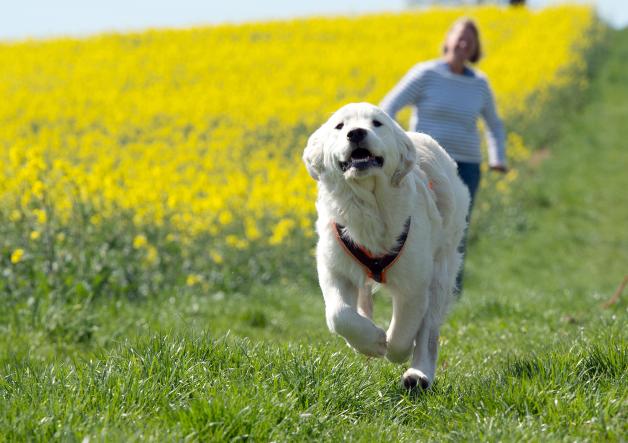 Hund. Hund.