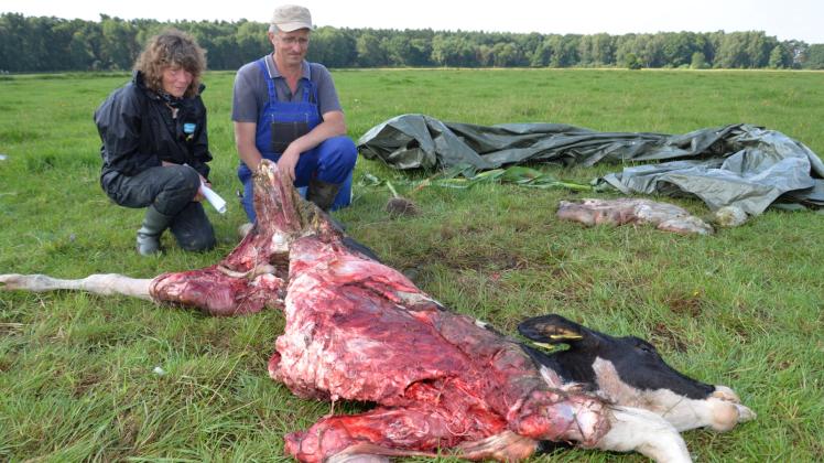 Jutta Kreuzig und Wilfried Witt müssen fassungslos ansehen, wie ein Wolfsrudel den jungen Ochsen zugerichtet hat.  Fotos: maks 