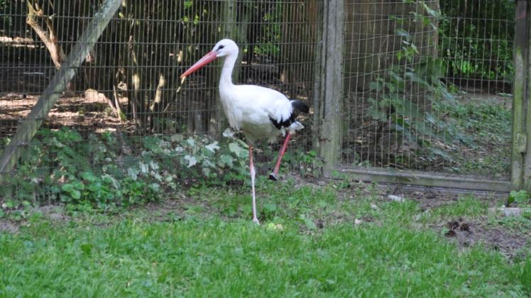 An seine Prothese samt neuem Schaumstoff-Fuß hat sich Storch Fridolin so gut gewöhnt, dass er laufend sein Gehege im Zoo erkundet.  Fotos: Claudia Labude-Gericke 