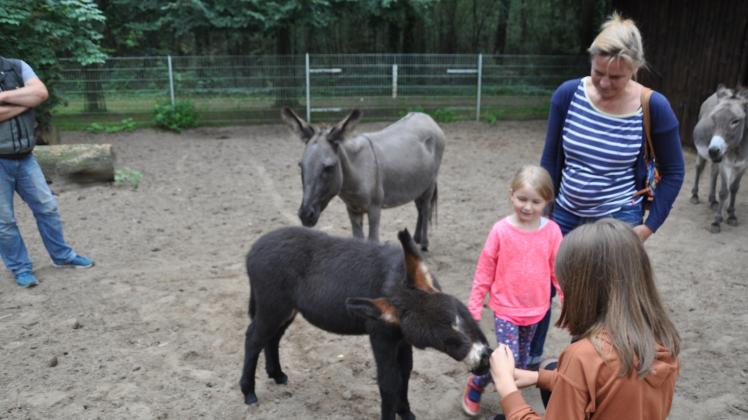 Gestreichelt zu werden, das liebt der kleine Eselhengst. Und Ada (5) ist begeistert.  Fotos: dori 