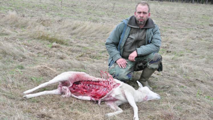 Prignitzer Tierhalter wie Schäfermeister Marc Mennle haben inzwischen die negativen Seiten der Wölfe kennen gelernt.  