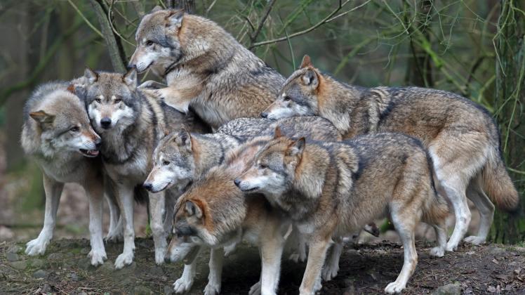 In Deutschland leben etwa 47 Rudel, 21 Wolfspaare und mehrere Einzelwölfe.  
