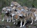 In Deutschland leben etwa 47 Rudel, 21 Wolfspaare und mehrere Einzelwölfe.  
