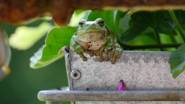 Ungewöhnlicher Besuch auf dem Balkon von Gesa Groeneveld in Hoppenrade. Sie fotografierte diesen Laubfrosch im Blumenkasten. 