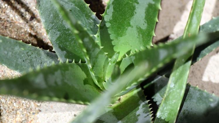Die Aloe vera ist eine kakteenähnliche Sukkulente, die in Wüstengebieten wächst.  