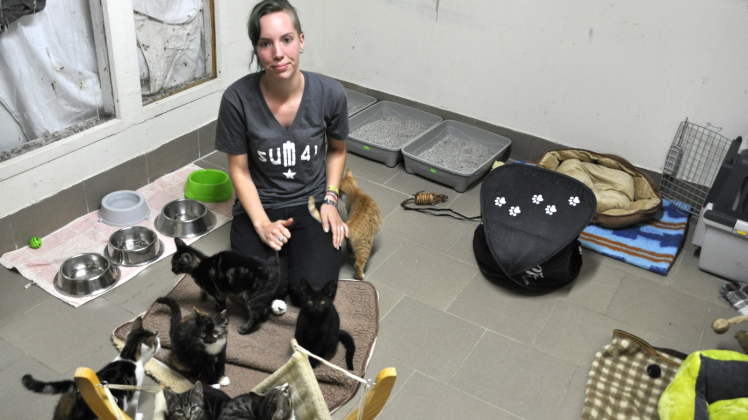 Tierheimmitarbeiterin Jacqueline Heinze muss die vielen Katzen gleich in mehreren Räumen füttern und betreuen.  