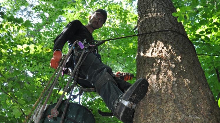 Baumkletterer Marco Kern erntet in dieser Woche Douglasienzapfen im Kuppentiner Forst.