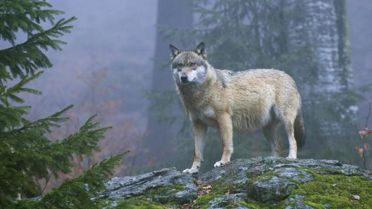 Die meisten Wolfsterritorien gibt es in Brandenburg und Sachsen. 