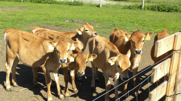Jersey-Rinder auf dem Gelände des Brüeler Agrarhofes.  Fotos: roswitha spöhr 
