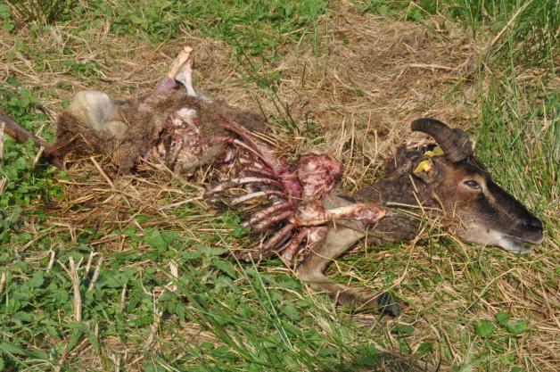 Vermutlich in der Nacht war die Herde der Soay-Schafe, eine der ältesten Hausschafrassen aus Nordschottland, angegriffen worden. Ob und wie viele Wölfe es waren, können die Experten erst nach Auswertung der Spuren in zwei Wochen sagen. Vermutlich in der Nacht war die Herde der Soay-Schafe, eine der ältesten Hausschafrassen aus Nordschottland, angegriffen worden. Ob und wie viele Wölfe es waren, können die Experten erst nach Auswertung der Spuren in zwei Wochen sagen.