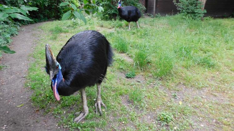 Diese farbenfrohen Laufvögel leben eigentlich im feuchten, tropischen Klima der Regenwälder von Australien oder einigen Inseln in Südostasien. Diese farbenfrohen Laufvögel leben eigentlich im feuchten, tropischen Klima der Regenwälder von Australien oder einigen Inseln in Südostasien.