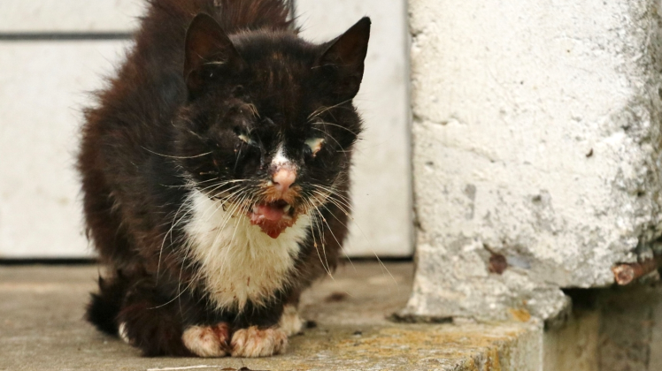 Diese rund zehn Wochen alte schwarz-weiße Katze stammt aus Tutow. Sie wird zurzeit auf einer Pflegestelle gepäppelt – andere Kätzchen konnten nicht gerettet werden. 