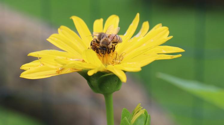 Im Weidengarten der Berufsimkerei Triphahn fühlen sich die Bienen wohl. Dort finden sie im Sommer reichlich Nektar. Fotos: josefine Rosse 