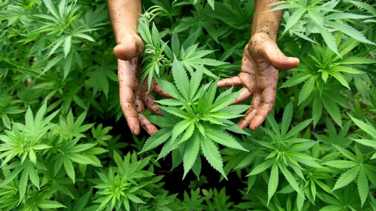 Cannabis Pflanzen, aus denen auch Marihuana hergestellt wird.