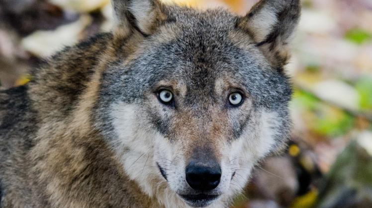 Das Thema Wolf wird heiß diskutiert – auch in den Lewitz-Dörfern. Bei Tramm wurde er jetzt wieder gesichtet.