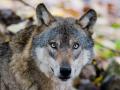 Das Thema Wolf wird heiß diskutiert – auch in den Lewitz-Dörfern. Bei Tramm wurde er jetzt wieder gesichtet.