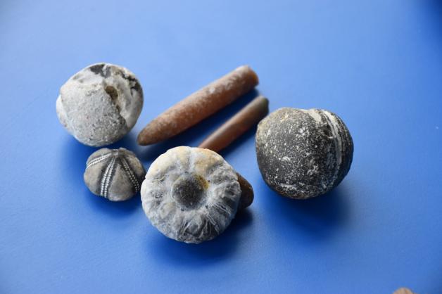 Ob Klapperstein, Donnerkeil oder versteinerter Seeigel – die Fossilien, die Klaus Büge sammelt, zeigen die Vielfalt der Eiszeit.