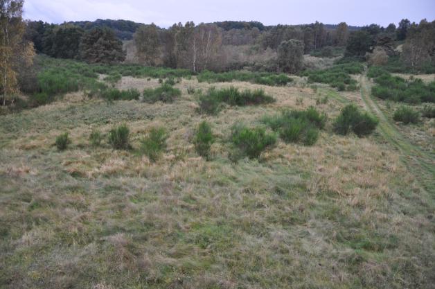 An den Oberen Seen soll die Vegetation künftig besser in ihrer Art erhalten und das Gebiet naturverträglich touristisch entwickelt werden. An den Oberen Seen soll die Vegetation künftig besser in ihrer Art erhalten und das Gebiet naturverträglich touristisch entwickelt werden.