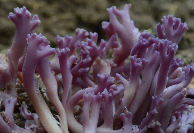 Die Amethystfarbige Koralle (Clavaria zollingeri) steht auf der Roten Liste und ist vom Aussterben bedroht.