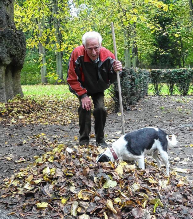 Hund Fips begleitet sein Herrchen Fritz Arth bei der Aktion – und genießt es, im Laub zu stöbern. Beide sind jedes Jahr mit dabei.
