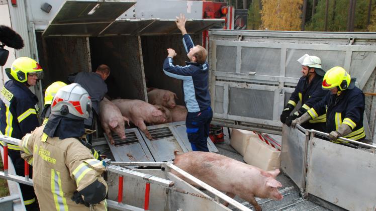 Endlich raus: Nach zweieinhalb Stunden stolperten die ersten Schweine aus dem verunglückten Lastwagen.  