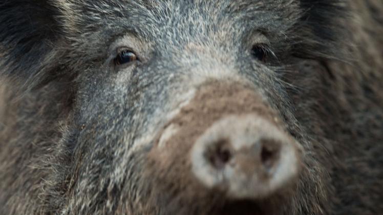 In Tschechien verbreitet sich die Afrikanische Schweinepest bereits. Jetzt herrscht die Sorge, dass sie auch bis nach Rostock vordringen könnte. 