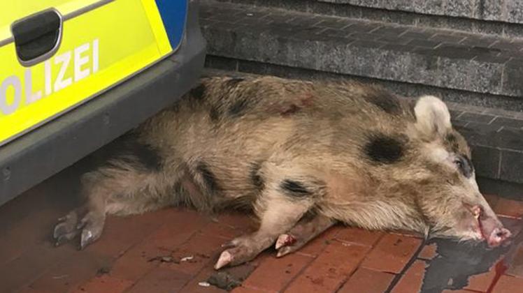 Eins der Schweine wurde vor der Sparkasse von einem Jäger erschossen.