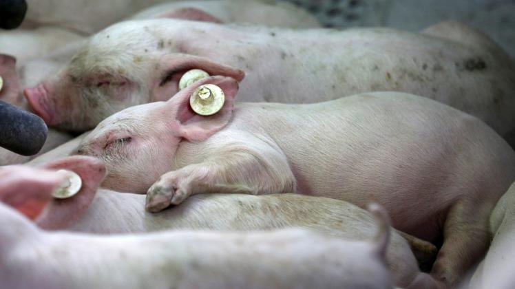 Mit biochemischen Markern wollen die Experten nachvollziehen, wie es den Schweinen geht. 