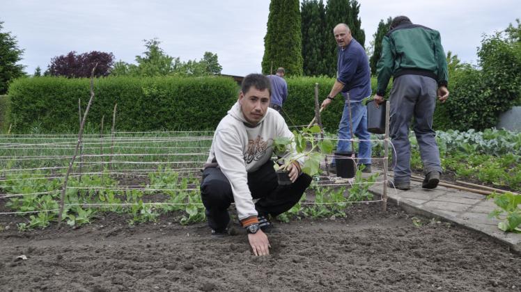Im Frühjahr brachte der 28-jährige Langzeitarbeitslose Colin Luu Van noch Gurkenpflanzen in die Erde. Jetzt ist die Saison im Tafel-Garten beendet.  
