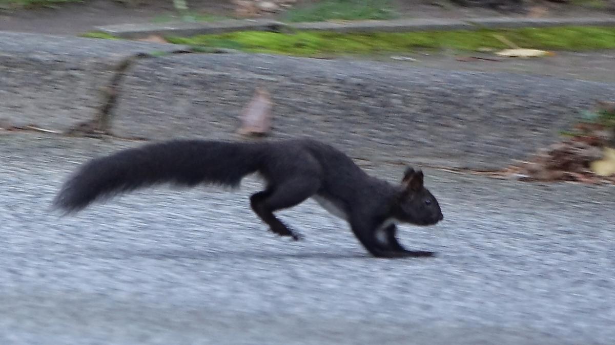 Das schwarze Eichhörnchen | SHZ