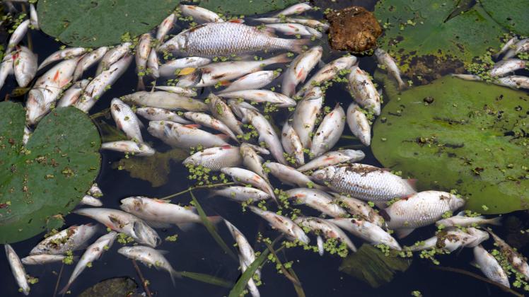 Tote Fische schwimmen am 3. September 2015 in der Peene in Anklam