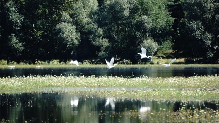 Wasservögel statt Futteranbau – die Überschwemmungen an der Löcknitz bei Wustrow trafen im Sommer die Landwirte hart. 