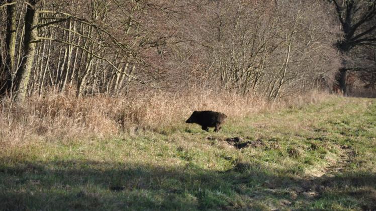 Ihnen geht es an die Schwarte: Der Wildschwein-Bestand soll im Land deutlich reduziert werden, dafür bekommen Jäger und Hundeführer eine Entschädigung. 