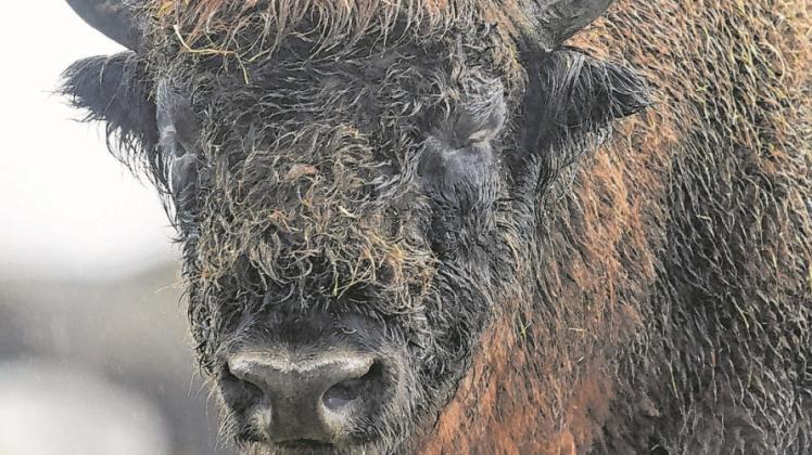 Sieht gefährlich aus, frisst aber nur Pflanzen. Wenn man denWisenten nicht zu nahe kommt oder sie gar bedroht, lassen die Tiere den Menschen in Ruhe. Sieht gefährlich aus, frisst aber nur Pflanzen. Wenn man denWisenten nicht zu nahe kommt oder sie gar bedroht, lassen die Tiere den Menschen in Ruhe.