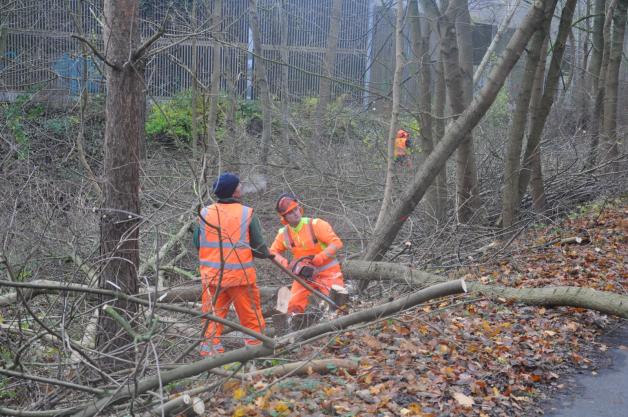 Im Einsatz: Holzfäller schneiden einen kleinen Baum um. 
